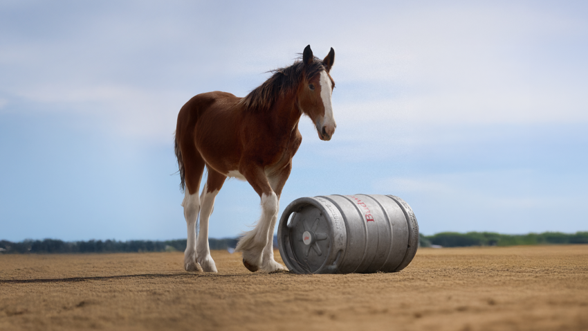 Clydesdale in a Budweiser commercial