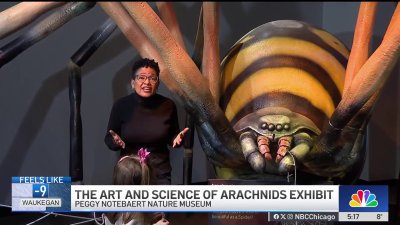 ‘The Art and Science of Arachnids' debuts at Peggy Notebaert Museum