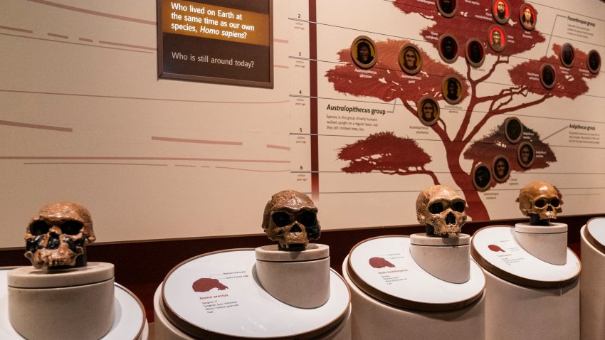 FILE - Casts of skulls are seen inside an exhibit of early human species inside the Smithsonian Hall of Human Origins, Thursday, July 20, 2023, at the Smithsonian Museum of Natural History, in Washington.
