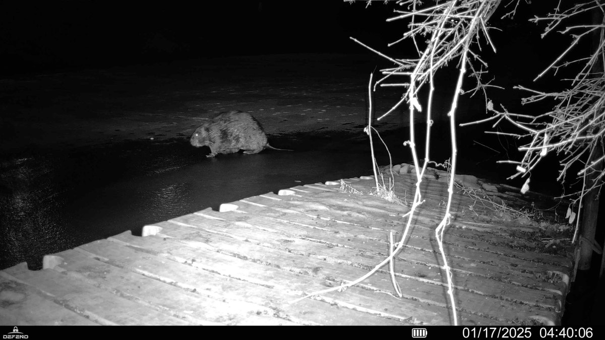 ‘Remarkably rotund: Large Chicago River beaver goes viral — and she needs a name