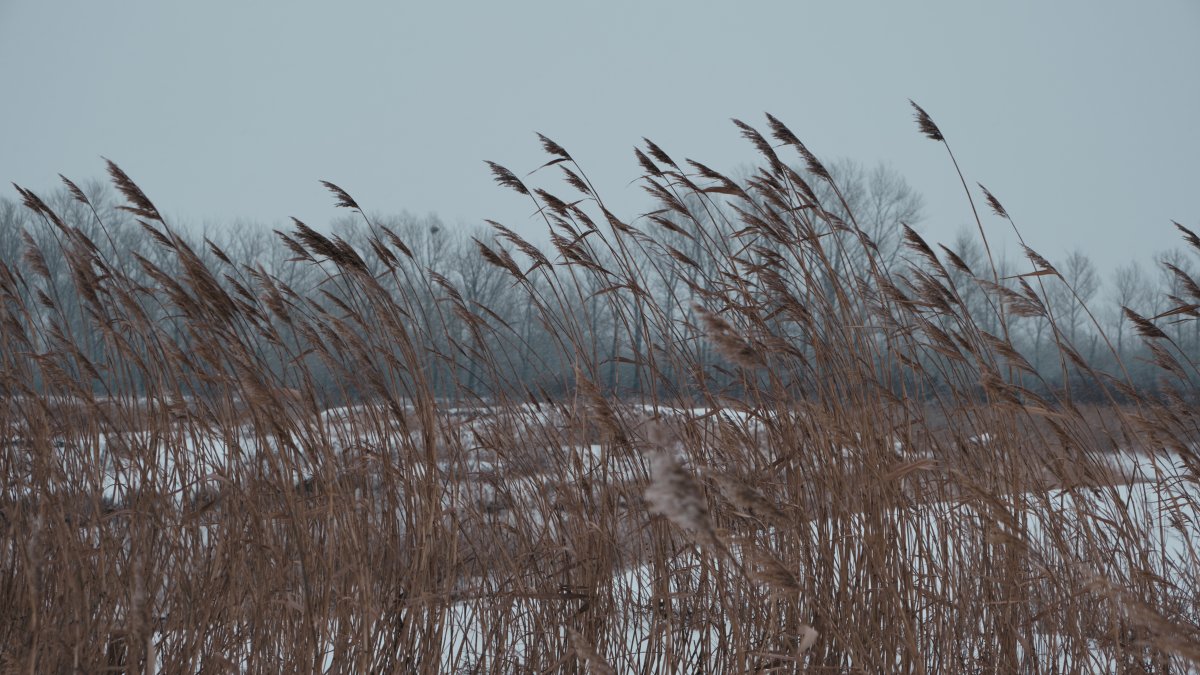 Chicago weather: Wind advisory, gusts upwards of 45 mph could lead to high fire danger