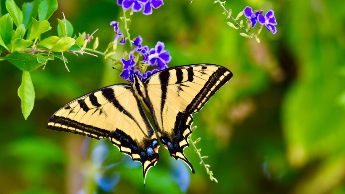 US butterfly population sees ‘rapid decline, according to research