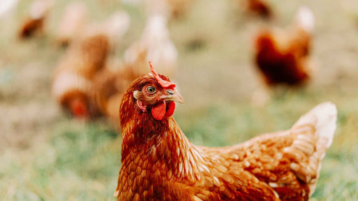CDC warns of drug-resistant salmonella infections linked to backyard poultry