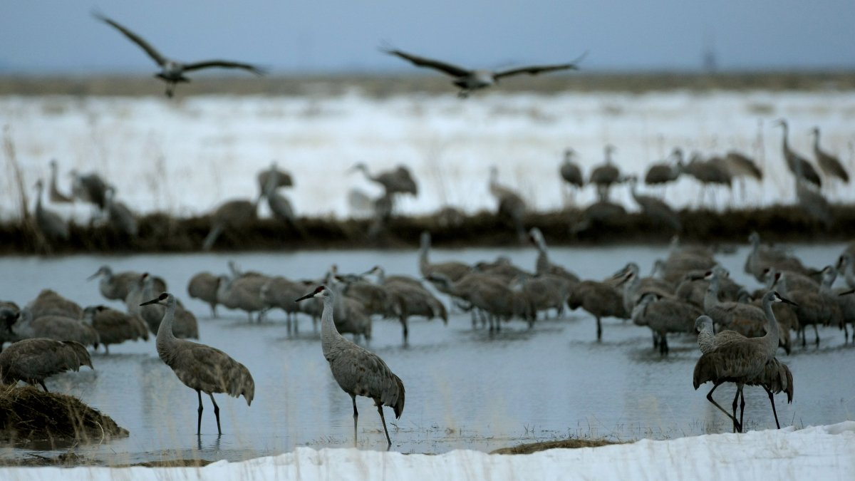 More than 100 sandhill cranes likely died from bird flu, Indiana officials say