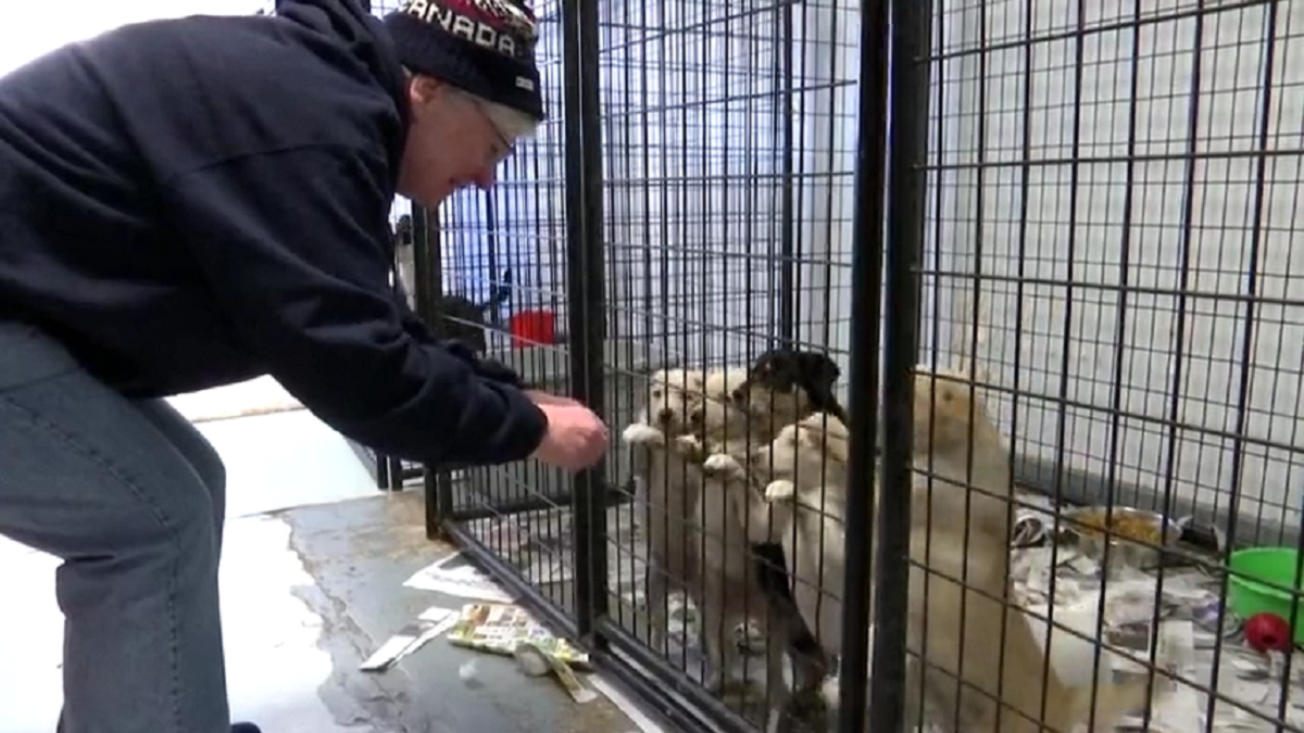 ‘We could have lost all these babies: Kankakee animal shelter bounces back after close call