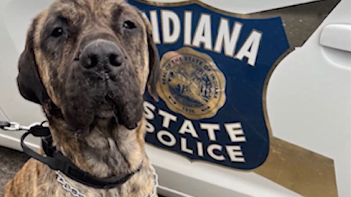 ‘I was heartbroken: Dog left in back of moving trailer rescued after being found abandoned in Gary