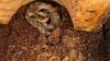 Venomous snake found in banana shipment at New Hampshire grocery store