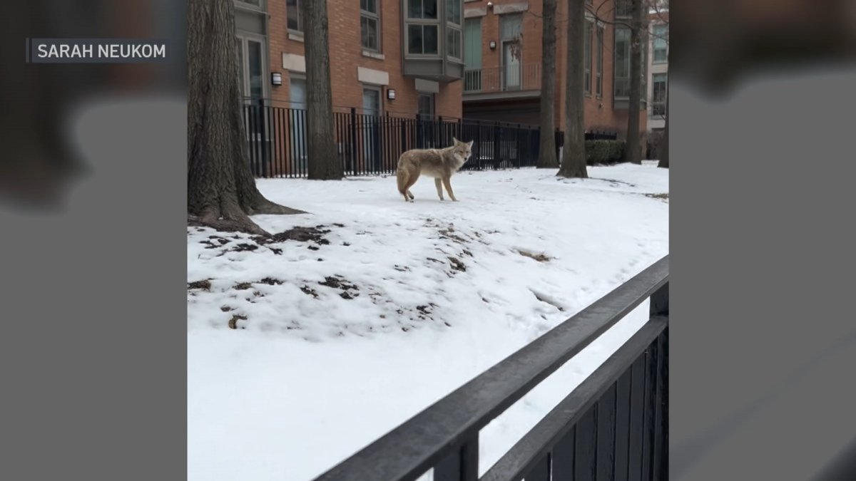 Coyote spotted in Chicagos Streeterville neighborhood