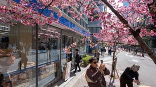 Tourists take photos of early blooming Sakura trees in front of a convenience store in Tokyo. Early blooming Sakura trees in Tokyo, particularly varieties like Kawazu-zakura, typically start flowering in late February to early March, ahead of the more common Somei Yoshino cherry blossoms that peak in late March to early April. The phenomenon is tied to milder winters and specific cultivars, offering a vibrant pink spectacle against Tokyo’s urban backdrop before the main cherry blossom season kicks off. 