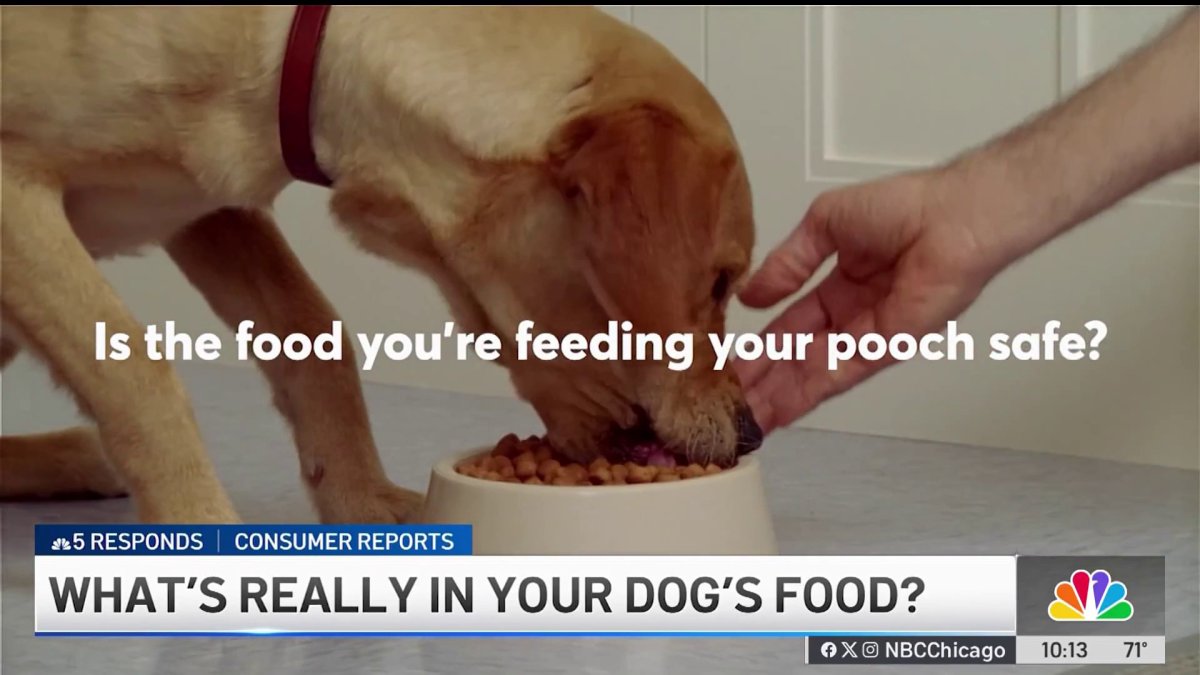 What's in your dog food? What new investigation reveals  NBC Chicago