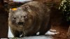 American influencer who caused outrage after snatching a baby wombat in Australia issues apology