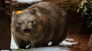 FILE - A wombat