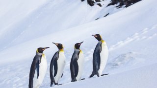King Penguins contemplating the snow on Heard Island, Antarctica.
