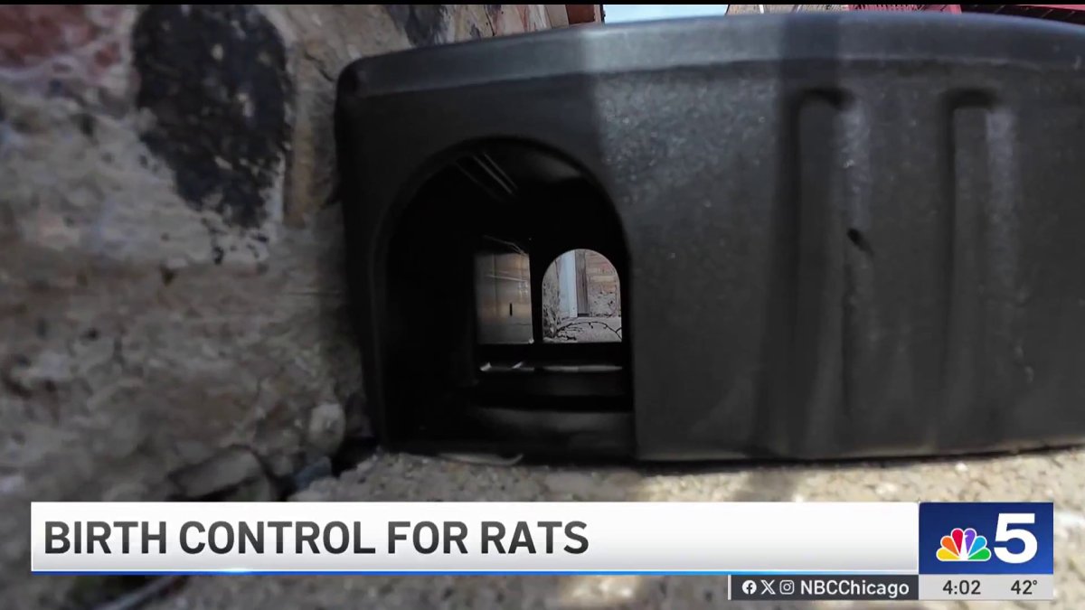 Chicago Target Rats Sign North Chicago neighborhoods targeting rat problem with birth control ...