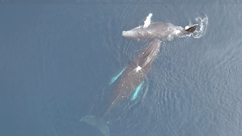 ‘Ocean engineers': Why hotter temperatures threaten whales