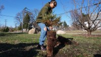 Gianna Holliday carries a sequoia tree seedling to plant in Detroit, Friday, March 21, 2025.