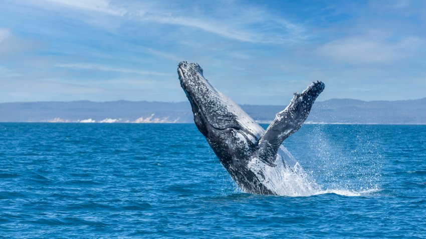 Humpback whale