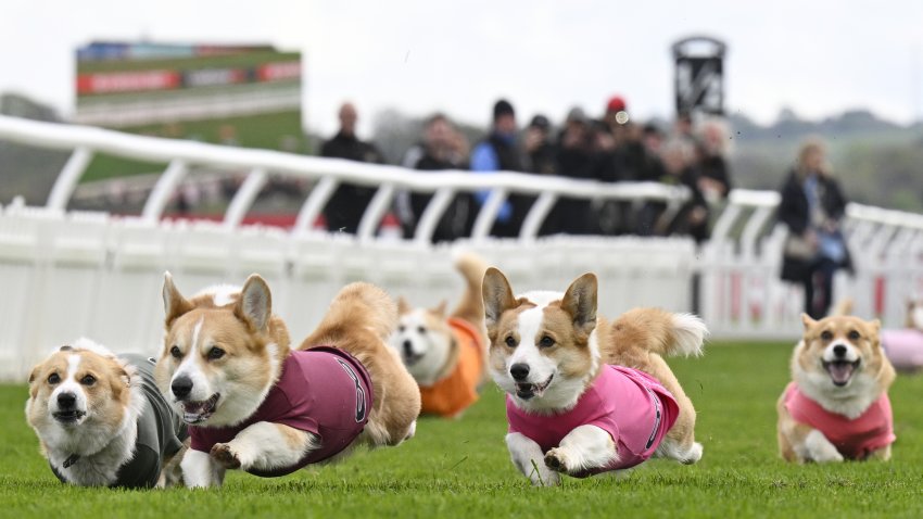 Participants take part in the Corgi Derby at Musselburgh Racecourse