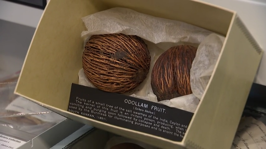 Chicago's Field Museum's connection to The White Lotus – NBC Chicago