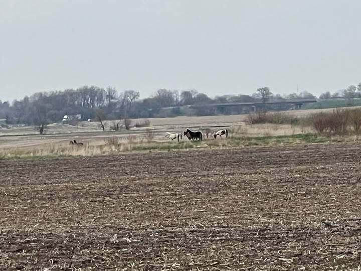 Horses escape Peotone Township farm, with several still on the loose