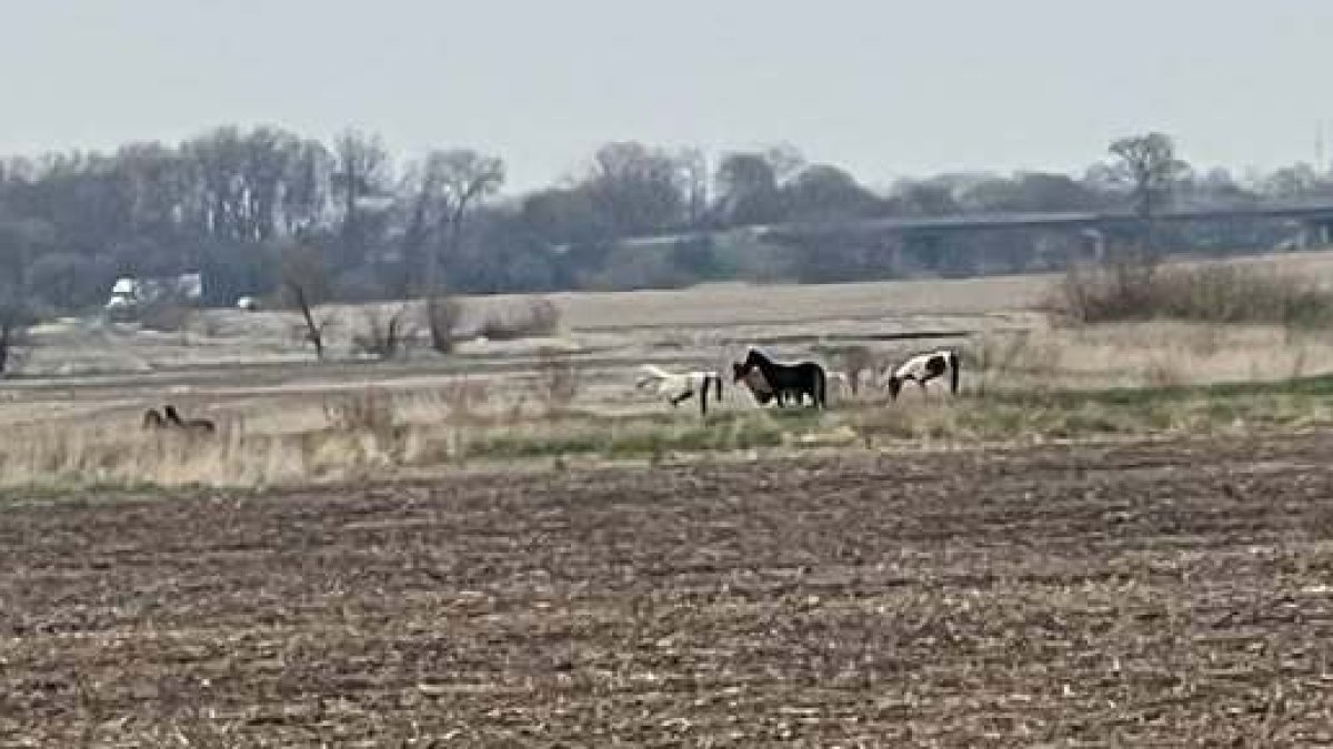Horses escape Peotone Township farm, with several still on the loose Horses escape Peotone Township farm, with several still on the loose