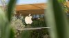 How do I file a claim in the Apple Siri lawsuit? Here's what you'll need