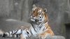 Brookfield Zoo announces passing of beloved Amur tiger Malena