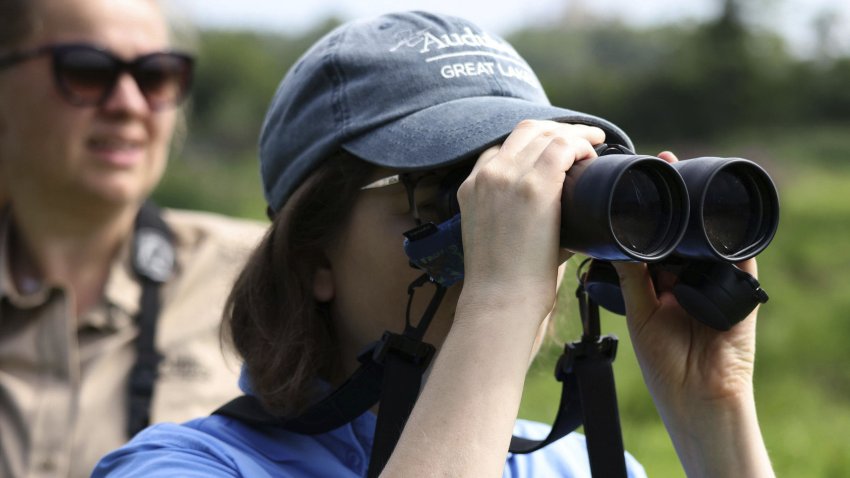 Stephanie Belkae, senior manager of conservation science for the Great Lakes Audubon Society, searches for birds during a kickoff for the fall bird-watching season. (Antonio Perez/Chicago Tribune/Tribune News Service via Getty Images)