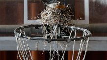 A bird sits in a nest on a basketball hoop in the gymnasium of the shuttered St. Mary of the Assumption Catholic Church, where Pope Leo XIV, Robert Francis Prevost, used to attend while growing up, in Dolton, Illinois, on May 9, 2025. Robert Francis Prevost became the first pope from the United States on May 8, 2025, picking the papal name Leo XIV after cardinals from around the world elected him leader of the world's 1.4 billion Catholics. Tens of thousands of people packed in St Peter's Square cheered as Prevost appeared on the balcony of St Peter's Basilica, waving with both hands, smiling and bowing. (Photo by KAMIL KRZACZYNSKI / AFP) / ALTERNATE CROP (Photo by KAMIL KRZACZYNSKI/AFP via Getty Images)
