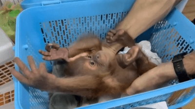 Thai police rescue two baby orangutans from car at Bangkok gas station