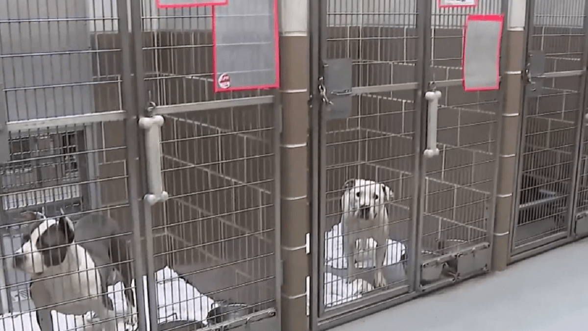 Chicago Animal Care and Control dealing with surge of surrendered animals