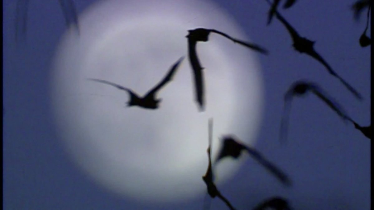 Bat tests positive for rabies in suburban Park Ridge, authorities say