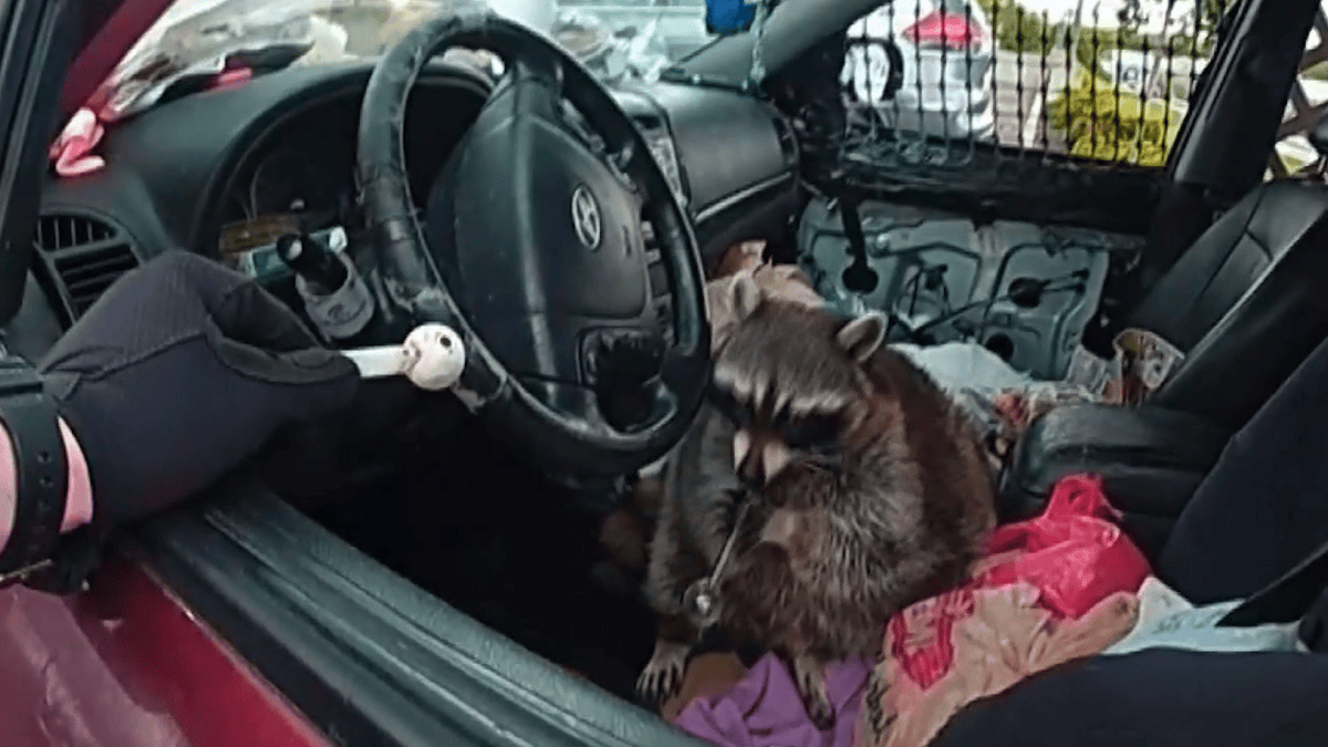 Ohio police find pet raccoon holding meth pipe during traffic stop ...