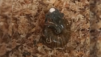 Congratulations, it's a gastropod: Rare snail recorded laying egg from neck