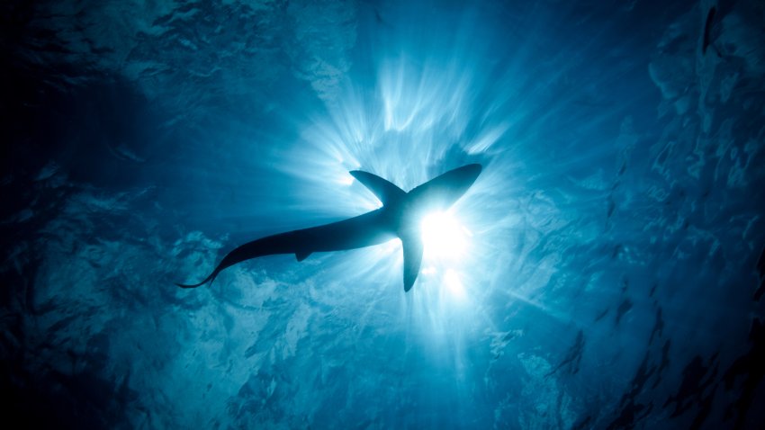 Shark swimming in the ocean.