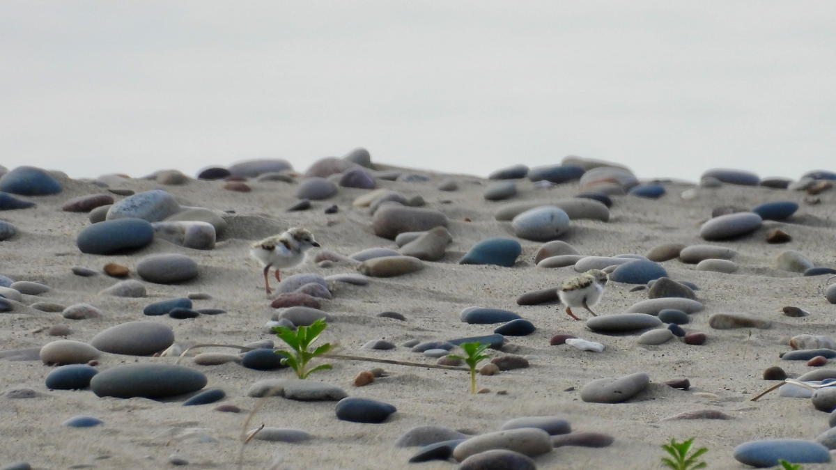 Endangered piping plover chicks hatch in Waukegan, more expected in Chicago