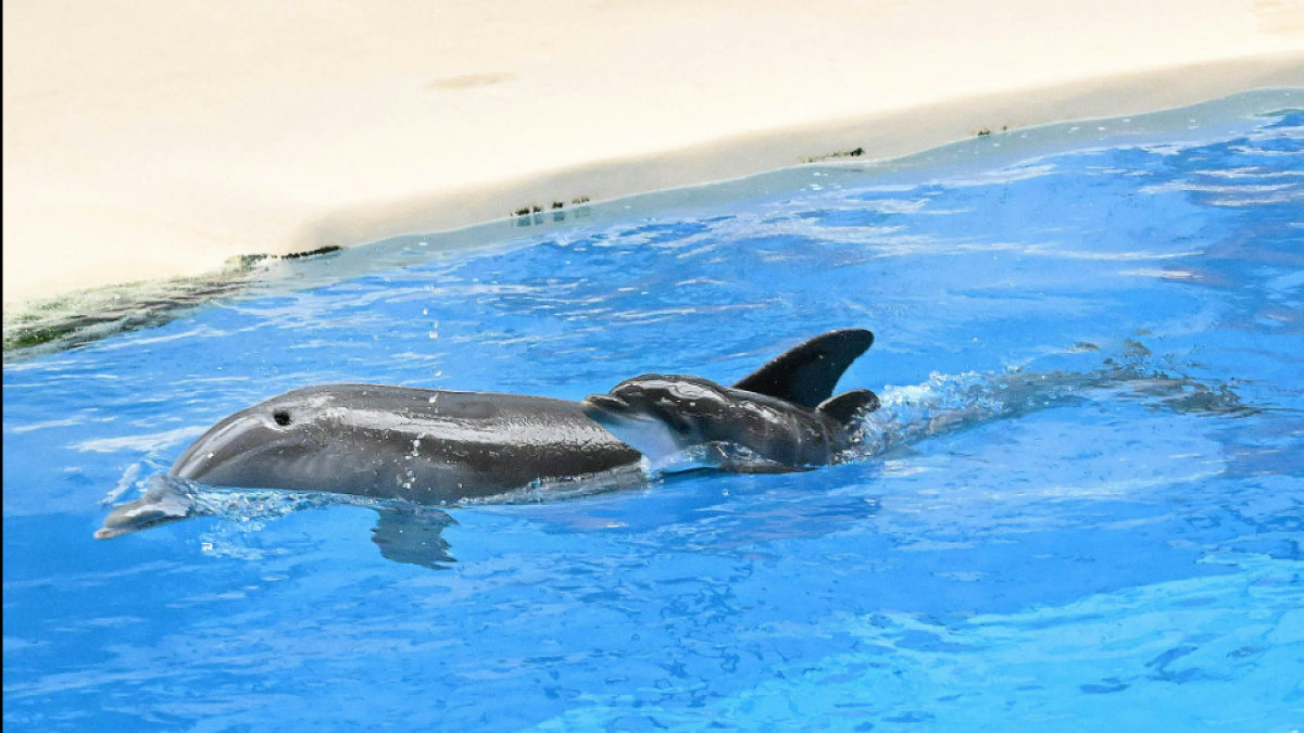 Bottlenose dolphin born at Brookfield Zoo Chicago for 1st time in over a decade