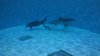‘Devastated': Dolphin calf born at Brookfield Zoo suddenly dies days after birth