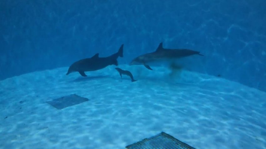 A bottlenose dolphin gave birth at Brookfield Zoo on Saturday, June 7, 2025, in a viral video. The newborn calf is estimated to be between 33 and 37 pounds with a length between 115 and 120 centimeters.