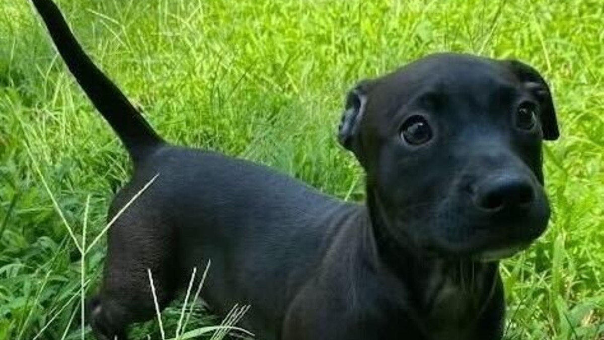 2-month-old puppy stolen from Chicagos Anti-Cruelty Society over the weekend