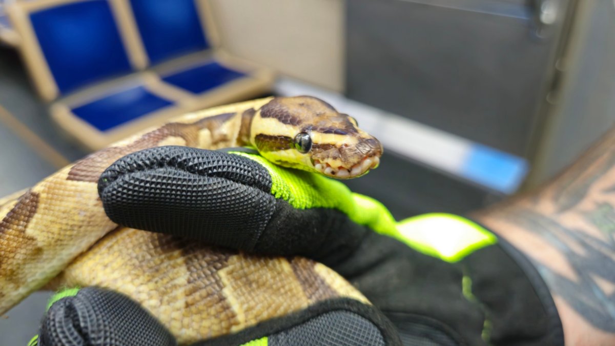 Pet python pulled from CTA train control panel by suburban firefighters