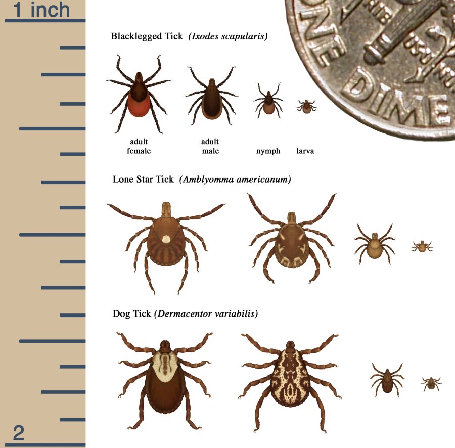 Tick identification diagram