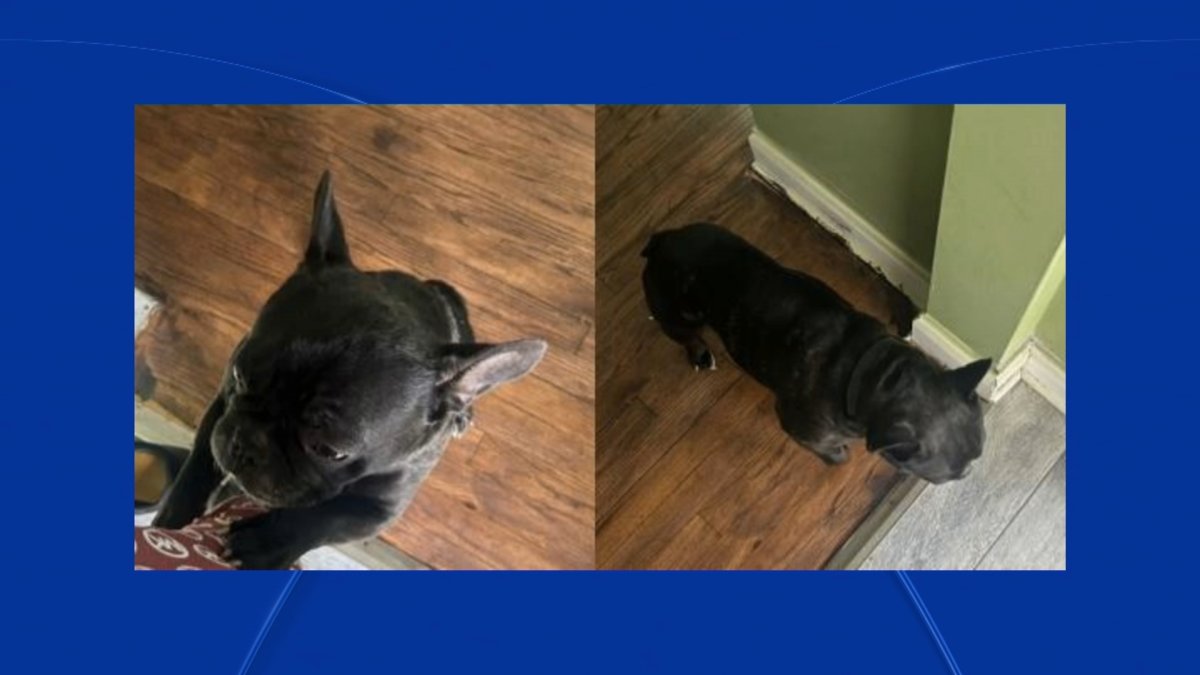 French bulldog stolen at gunpoint in Roseland, Chicago police say
