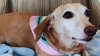 Blind Logan Square resident pleads for return of missing service dog