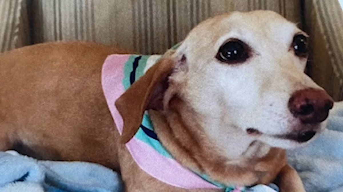 Missing service dog Bam Bam found safe, reunited with owner after several months