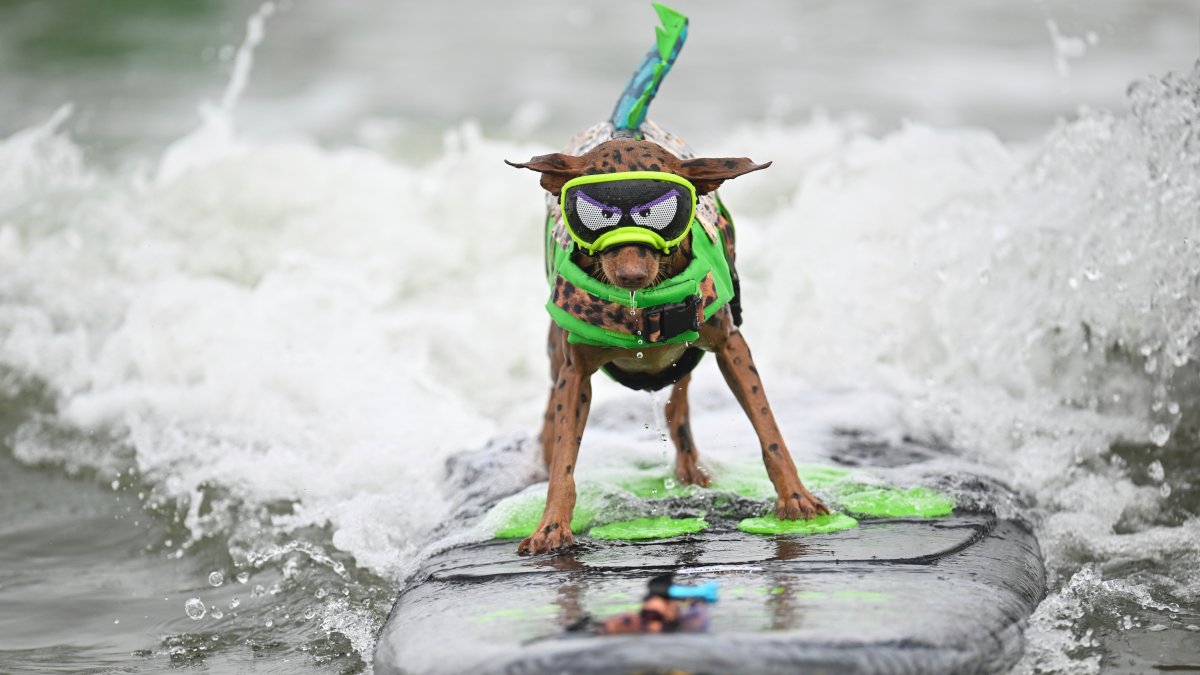 Wave-riding dogs compete in the World Dog Surfing Championships – NBC ...