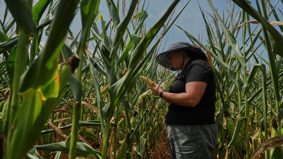 Climate Change Corn Climate change is making a full ear of corn more of a gamble – NBC Chicago