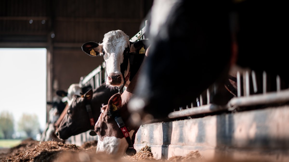 21 people, including 6 kids, reported sick from raw milk consumption in Florida