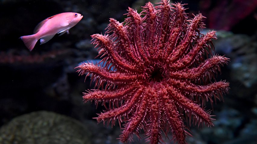 File. A fish swims by a crown of thorns starfish as the SEA LIFE aquarium reopens to the public in Melbourne on November 13, 2020, following the city’s long lockdown due to a second wave of COVID-19 coronavirus infections.