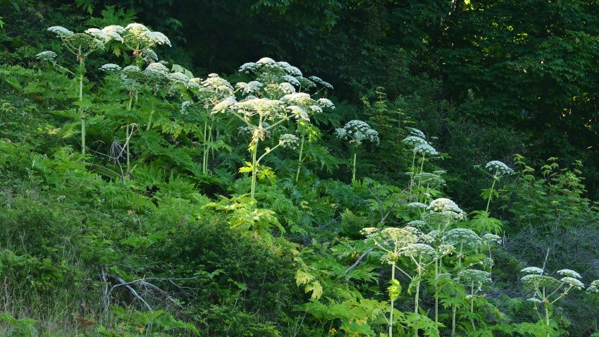 28 June 2021, Mecklenburg-Western Pomerania, Kap Arkona: 07.08.2022. Cape Arkona on Ruegen. Not far from Cape Arkona on Ruegen grows giant hogweed (Heracleum mantegazzianum), also called Hercules perennial. The plant can cause severe phototoxic reactions in humans. Responsible are the furanocoumarins contained in the plant, which react in connection with sunlight. This can result in burns, wounds and even severe circulatory shock. Photo: Wolfram Steinberg/dpa Photo: Wolfram Steinberg/dpa (Photo by Wolfram Steinberg/picture alliance via Getty Images)